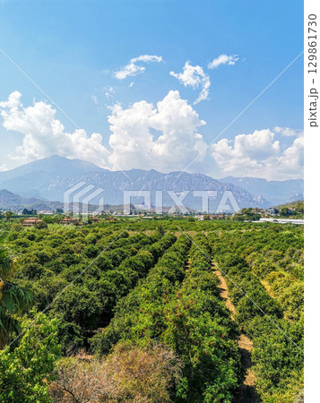 Lush green citrus orchard with mountains and blue sky in the background showcasing nature's beauty Lush green citrus orchard with mountains and blue sky in the background showcasing nature's beauty 129861730