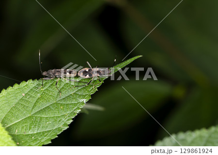 オオモンシロナガカメムシ 129861924