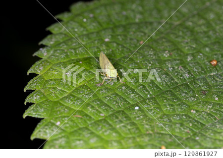 オサヨコバイ 129861927