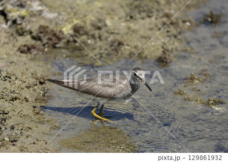 キアシシギ 129861932