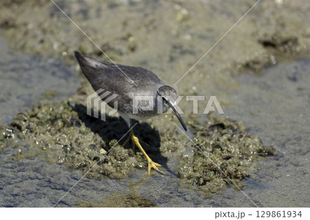 キアシシギ 129861934