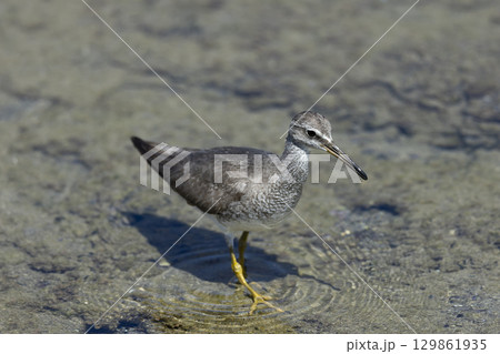 キアシシギ 129861935