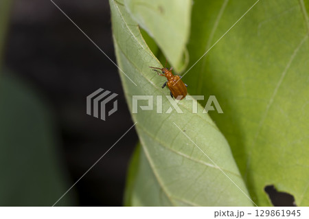 クズクビボソハムシ クズクビボソハムシ 129861945