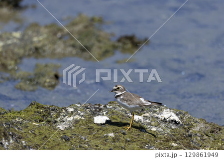 コチドリ コチドリ 129861949