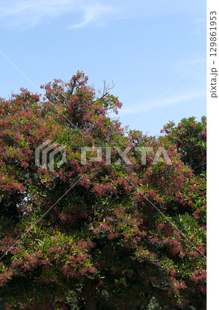 サンゴジュ 129861953