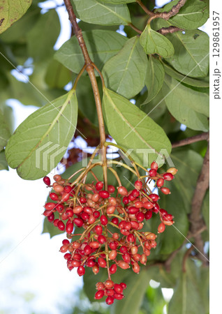 サンゴジュ 129861957