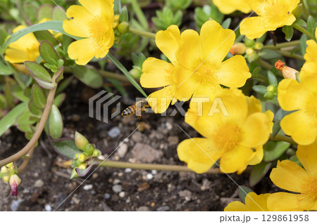 セイヨウミツバチ 129861958