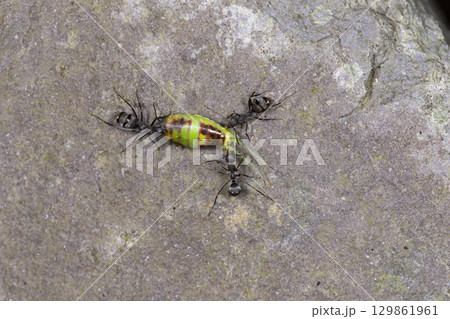 トビイロケアリ トビイロケアリ 129861961