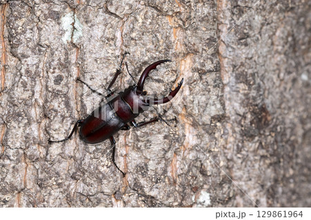 ノコギリクワガタ ノコギリクワガタ 129861964