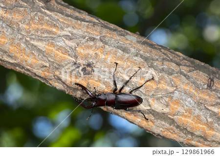 ノコギリクワガタ 129861966