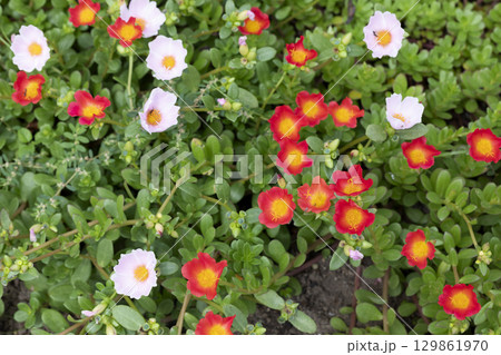 ポーチュラカ ポーチュラカ 129861970