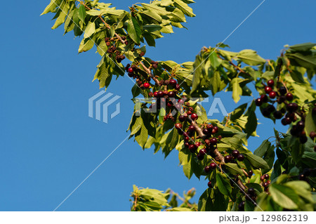 Ripe cherries hang on branch against clear sky Ripe cherries hang on branch against clear sky 129862319