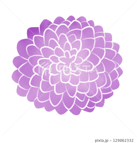紫の菊　水彩風イラスト 129862332