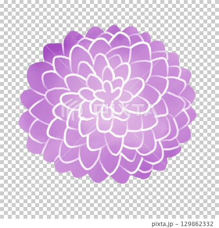 紫の菊　水彩風イラスト 129862332