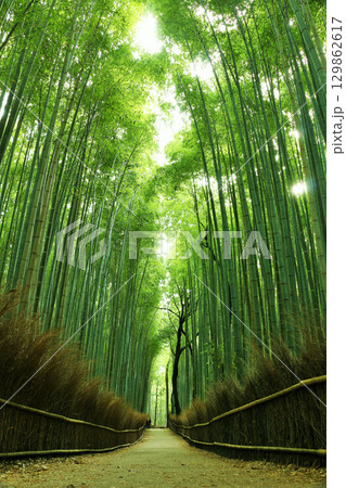 京都 嵯峨嵐山 新緑の竹林 京都 嵯峨嵐山 新緑の竹林 129862617