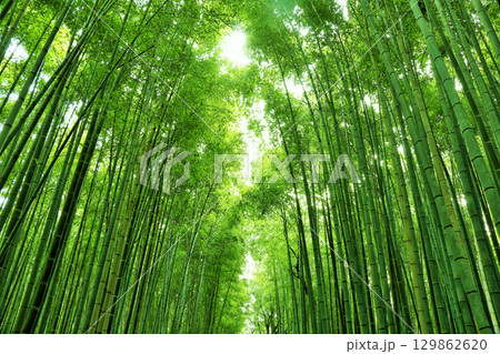 京都 嵯峨嵐山 新緑の竹林 京都 嵯峨嵐山 新緑の竹林 129862620