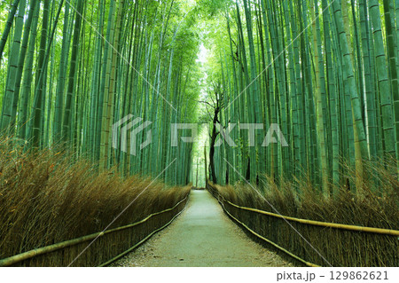京都　嵯峨嵐山　新緑の竹林 129862621