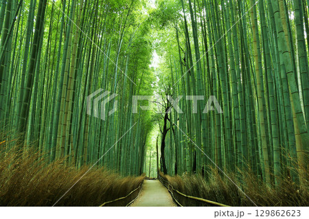 京都　嵯峨嵐山　新緑の竹林 129862623