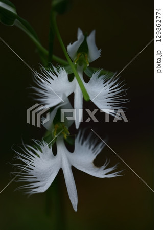 空を飛ぶ白鷺 空を飛ぶ白鷺 129862774