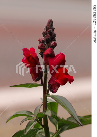 赤いキンギョソウの花 赤いキンギョソウの花 129862865