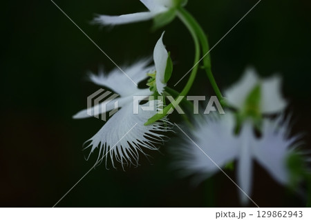 空を飛ぶ白鷺 129862943