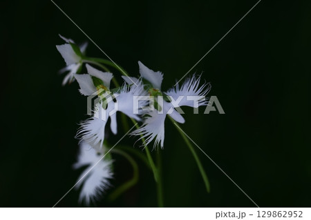 空を飛ぶ白鷺 空を飛ぶ白鷺 129862952