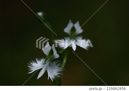 空を飛ぶ白鷺 129862956