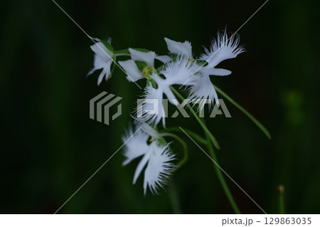 空を飛ぶ白鷺 空を飛ぶ白鷺 129863035