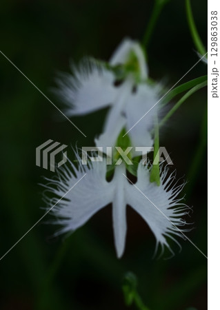 空を飛ぶ白鷺 129863038