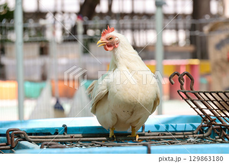 白いニワトリ 白いニワトリ 129863180