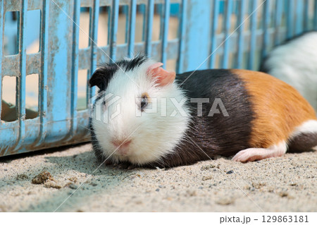 餌を食べるモルモット 餌を食べるモルモット 129863181
