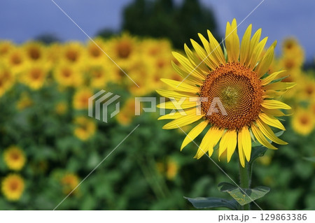 太陽の花 129863386