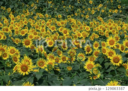 太陽の花 129863387