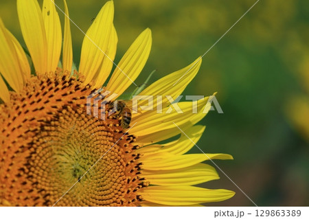 太陽の花 129863389