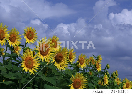 太陽の花 129863390