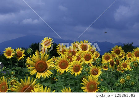 太陽の花 太陽の花 129863392