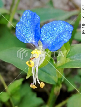 ツユクサ 129863406