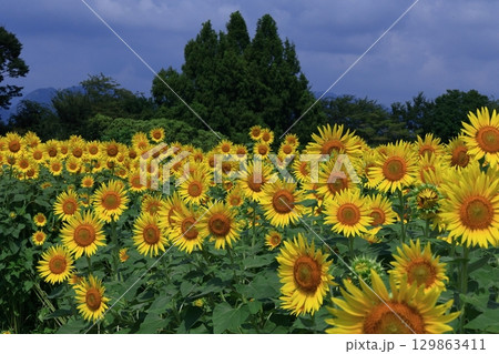 太陽の花 太陽の花 129863411