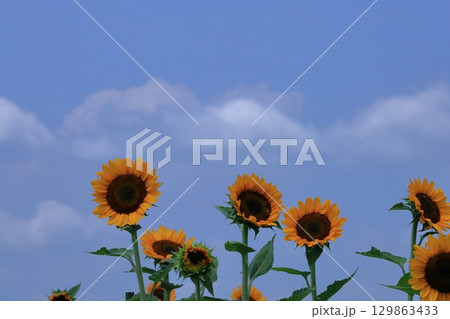 太陽の花 129863433