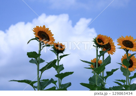 太陽の花 129863434