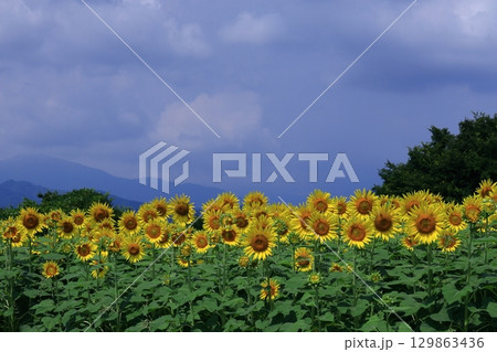 太陽の花 129863436