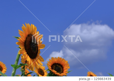 太陽の花 129863439