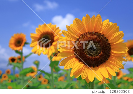 太陽の花 129863508