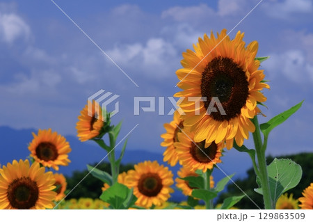 太陽の花 太陽の花 129863509
