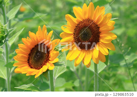 太陽の花 129863510