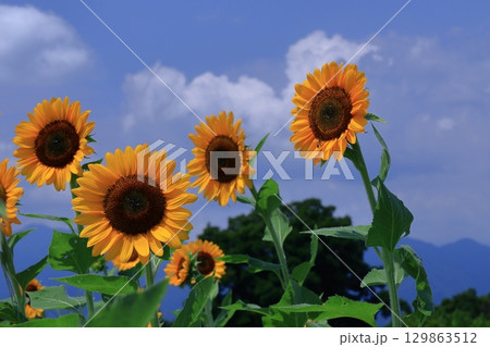 太陽の花 太陽の花 129863512