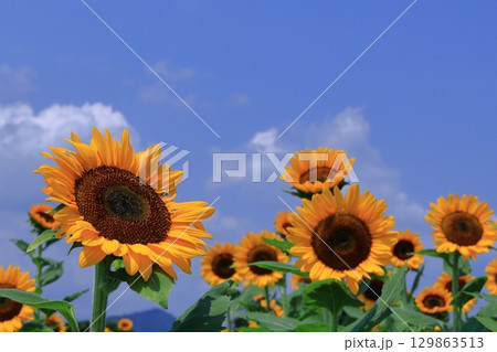 太陽の花 129863513