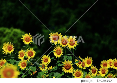 太陽の花 129863521
