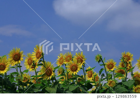 太陽の花 太陽の花 129863559