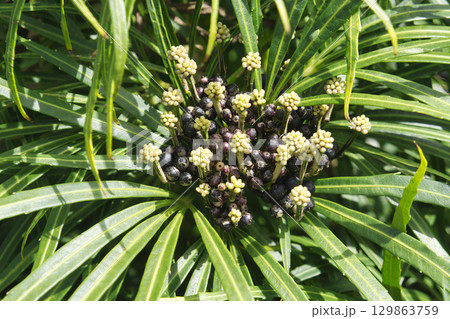 71081　オスモキシロン 129863759